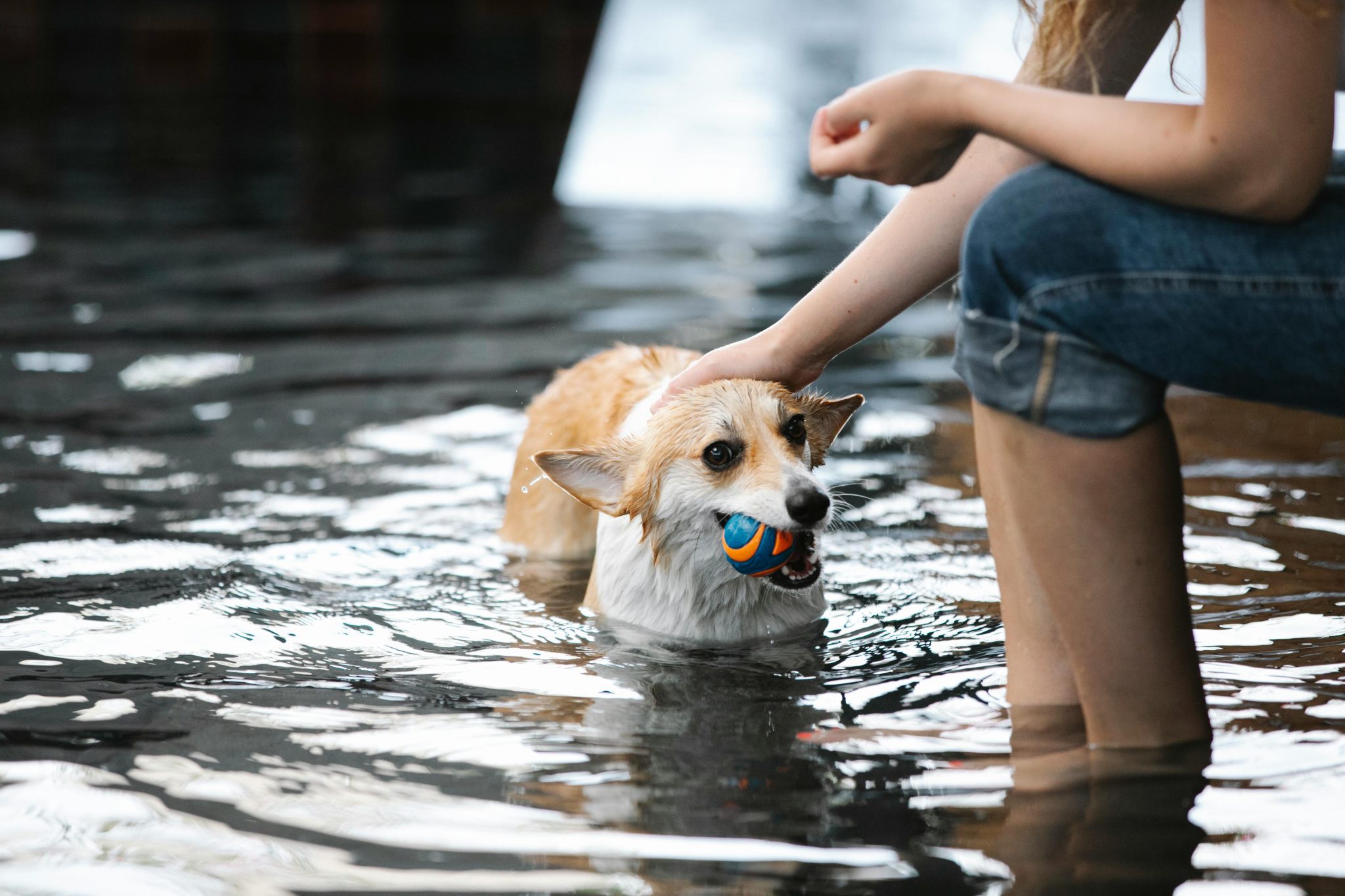 corgi dog being supervised in swimming pool